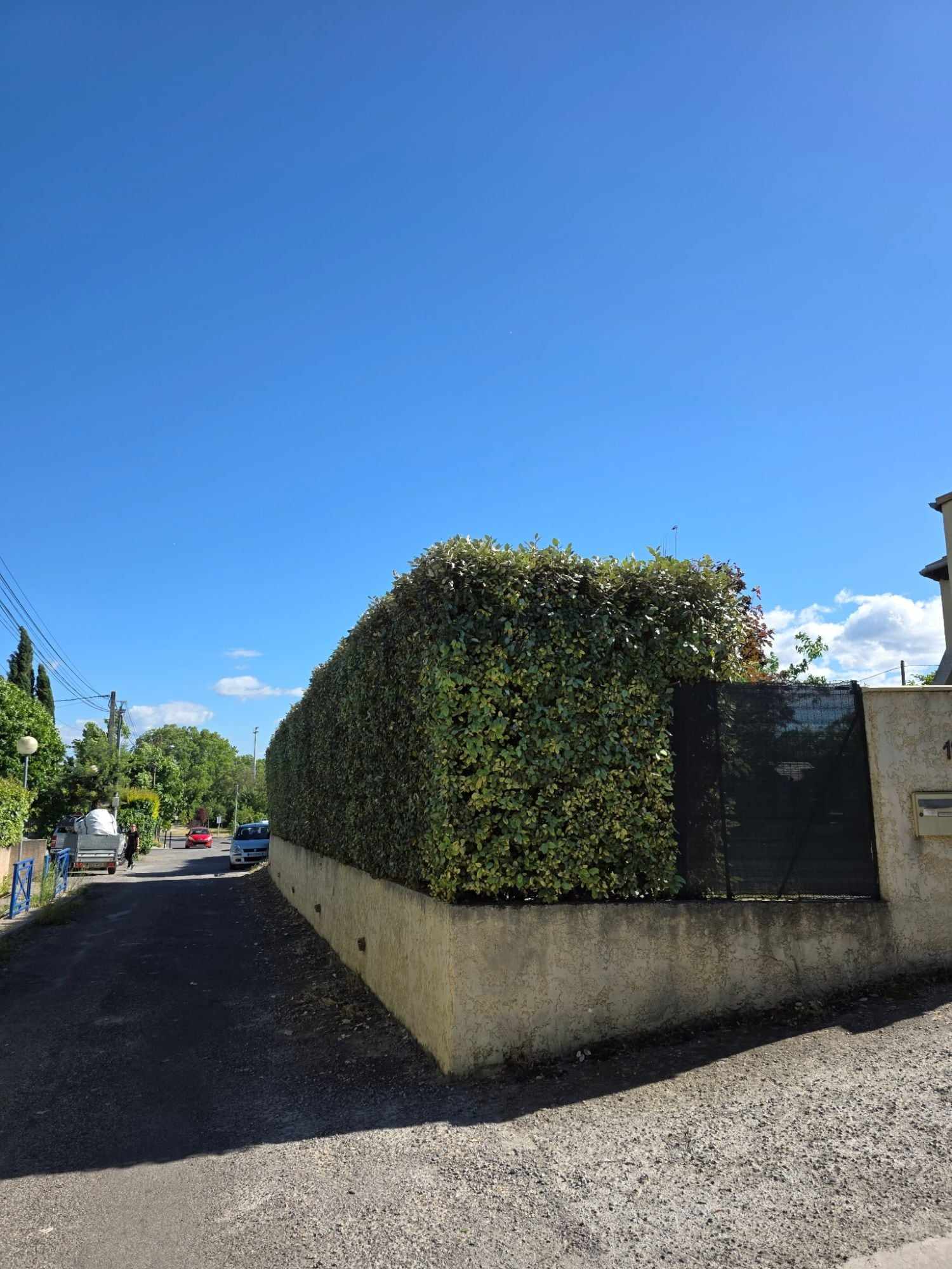 Haie de photinias taillée au carré le long d'une rue, près de Manosque