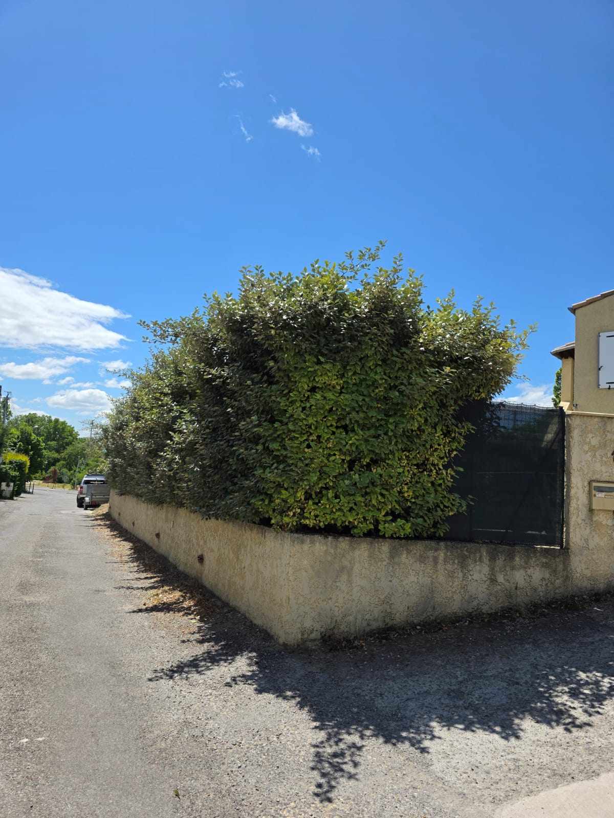 Haie de photinias très feuillues avant la taille au-dessus d'un muret, le long d'une rue
